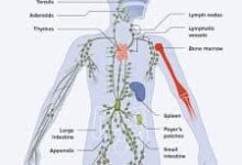 Strengthening the immune system in a survival situation