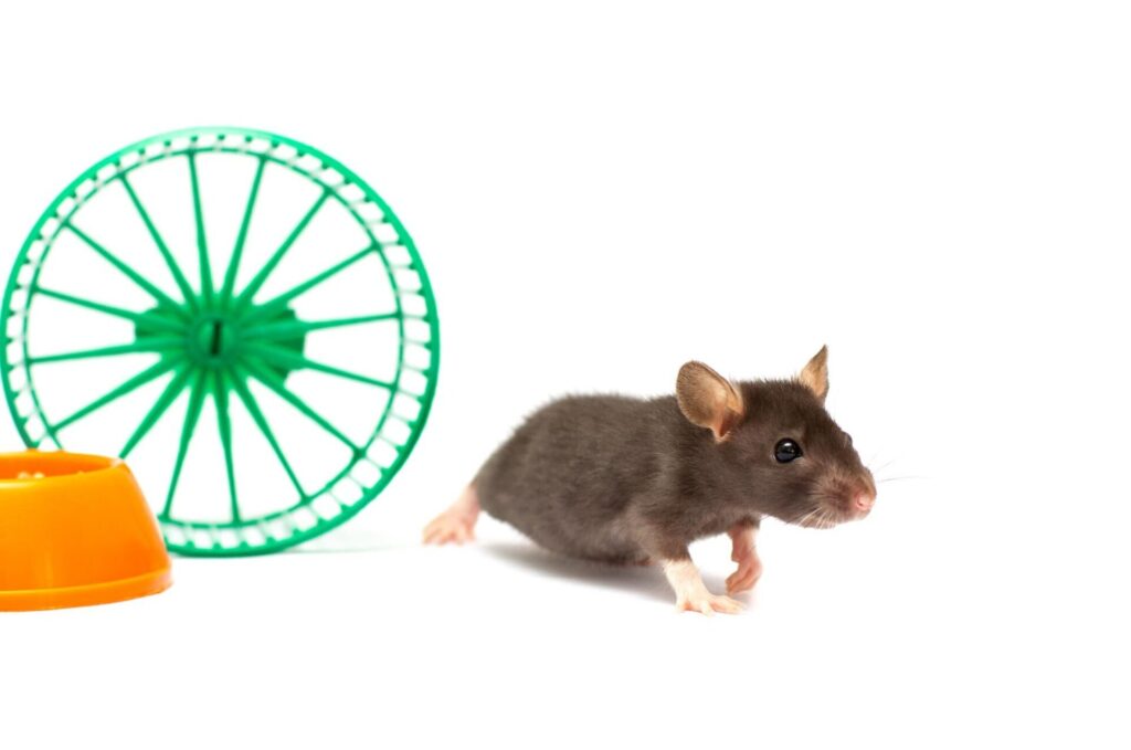 Rat getting off the hampster wheel